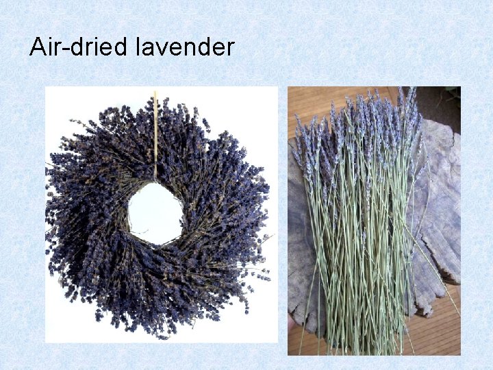 Air-dried lavender 