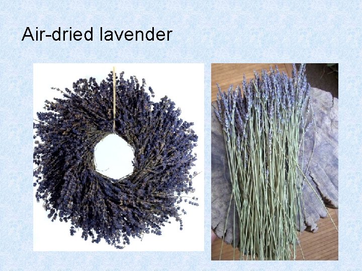 Air-dried lavender Air-dried lavender