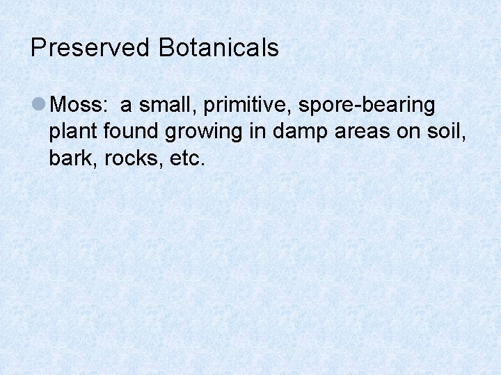 Preserved Botanicals l Moss: a small, primitive, spore-bearing plant found growing in damp areas