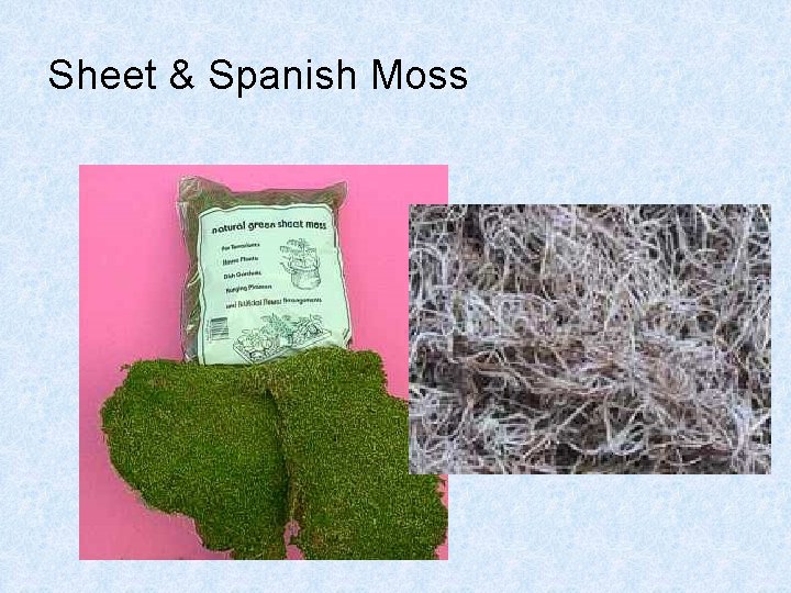 Sheet & Spanish Moss Sheet & Spanish Moss