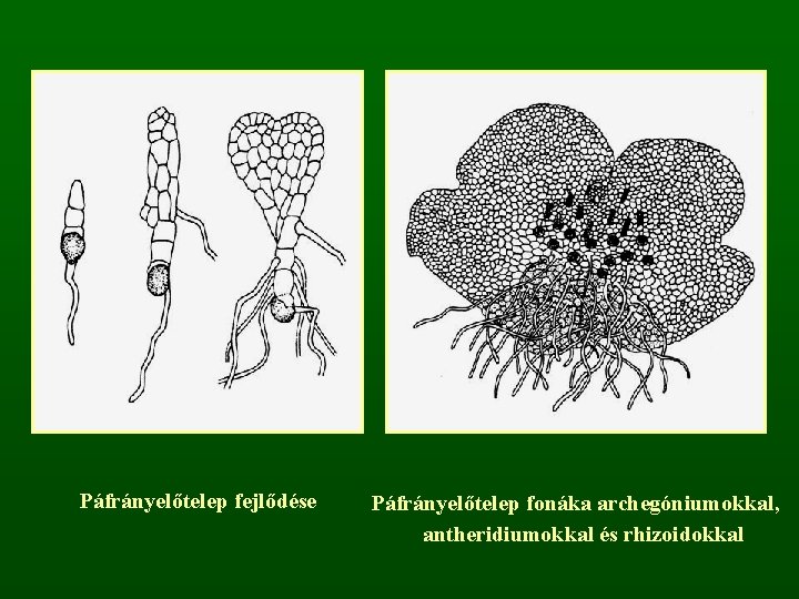 Páfrányelőtelep fejlődése Páfrányelőtelep fonáka archegóniumokkal, antheridiumokkal és rhizoidokkal 
