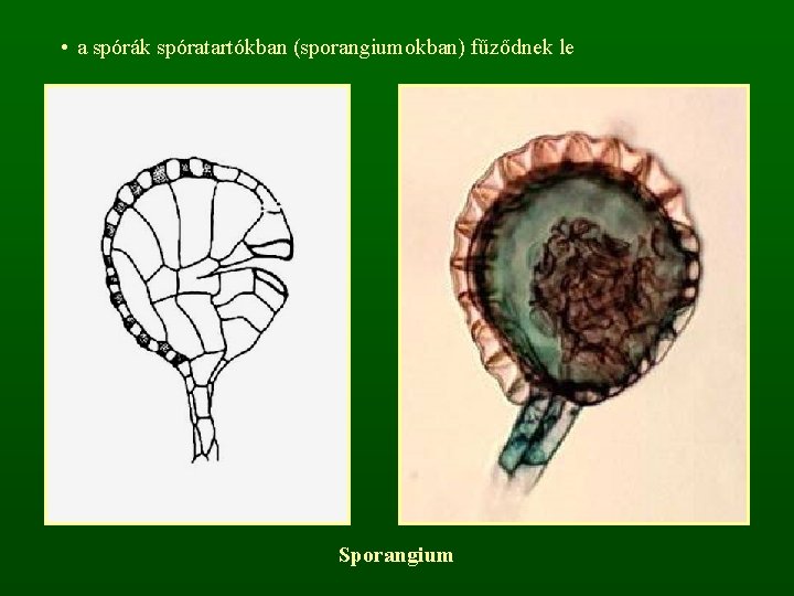  • a spórák spóratartókban (sporangiumokban) fűződnek le Sporangium 