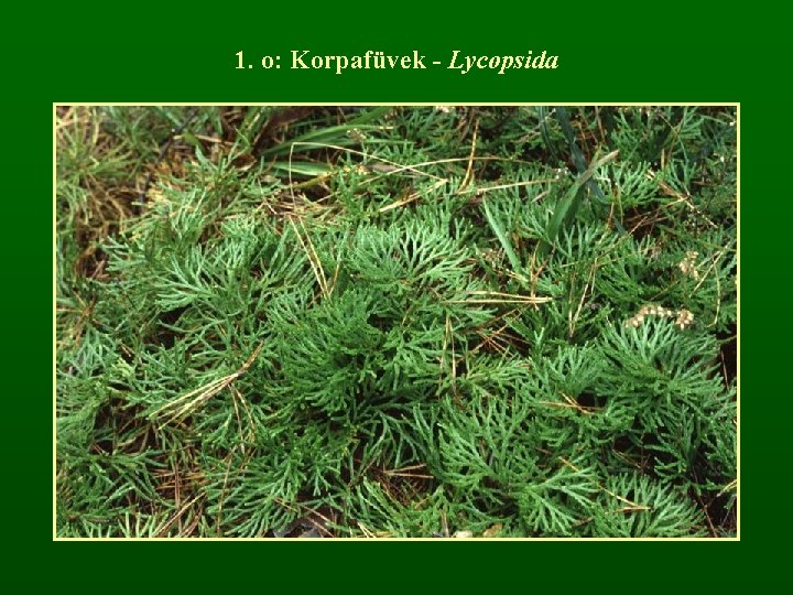 1. o: Korpafüvek - Lycopsida 