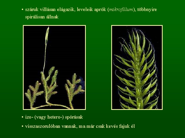  • száruk villásan elágazik, leveleik aprók (mikrofillum), többnyire spirálisan állnak • izo- (vagy