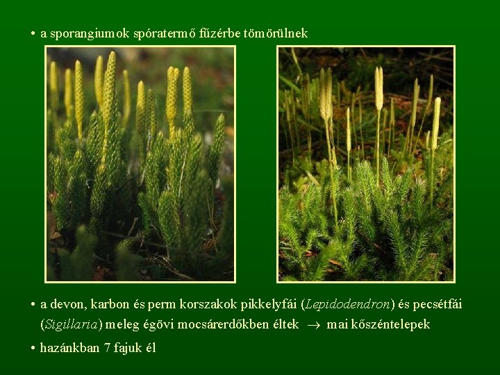  • a sporangiumok spóratermő fűzérbe tömörülnek • a devon, karbon és perm korszakok