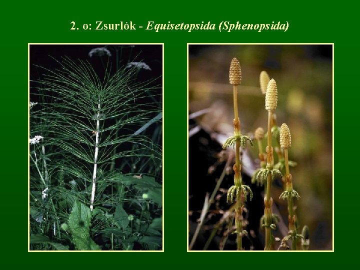 2. o: Zsurlók - Equisetopsida (Sphenopsida) 