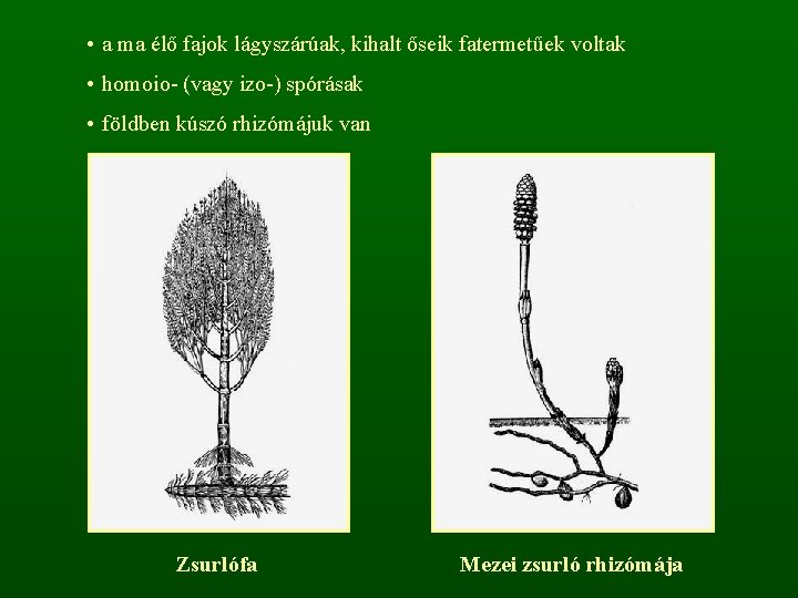 • a ma élő fajok lágyszárúak, kihalt őseik fatermetűek voltak • homoio- (vagy