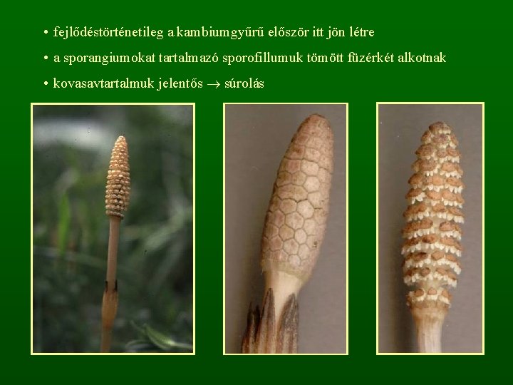  • fejlődéstörténetileg a kambiumgyűrű először itt jön létre • a sporangiumokat tartalmazó sporofillumuk