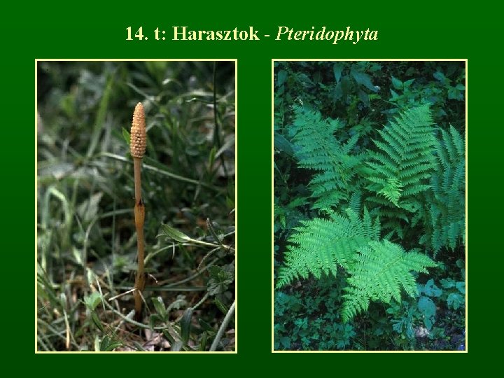 14. t: Harasztok - Pteridophyta 