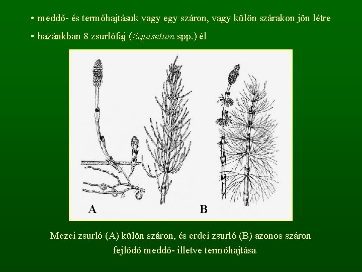  • meddő- és termőhajtásuk vagy egy száron, vagy külön szárakon jön létre •