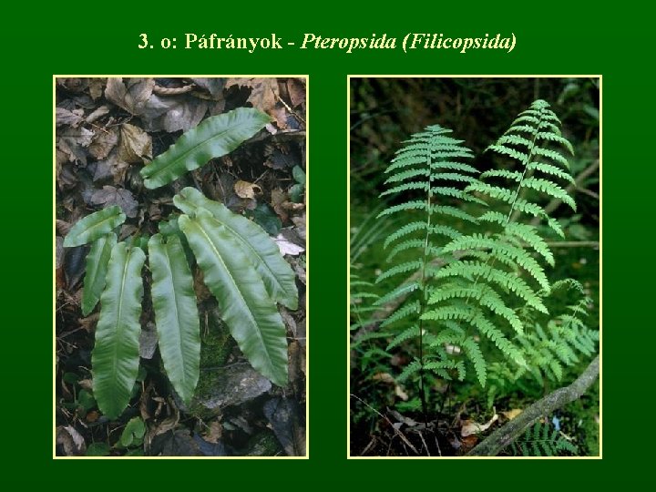 3. o: Páfrányok - Pteropsida (Filicopsida) 