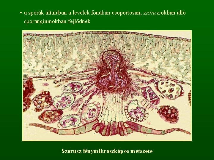  • a spórák általában a levelek fonákán csoportosan, szóruszokban álló sporangiumokban fejlődnek Szórusz