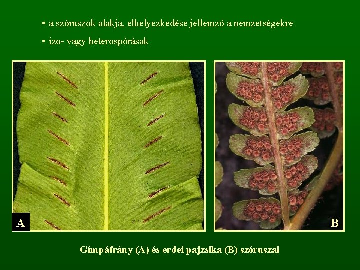  • a szóruszok alakja, elhelyezkedése jellemző a nemzetségekre • izo- vagy heterospórásak A