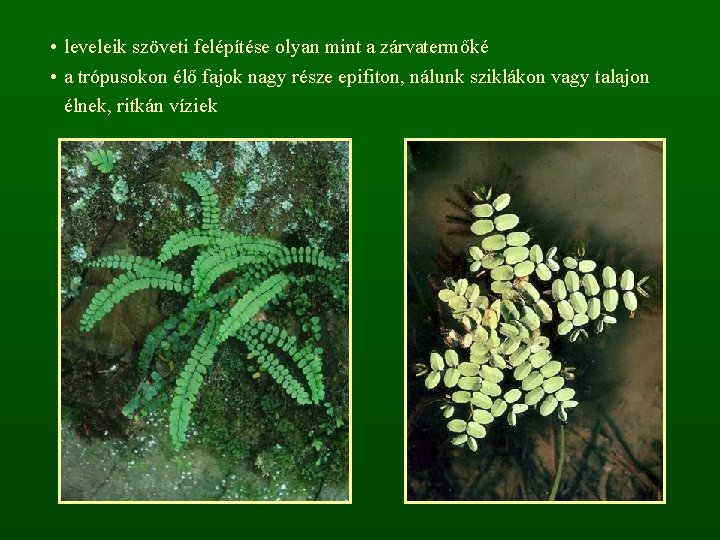  • leveleik szöveti felépítése olyan mint a zárvatermőké • a trópusokon élő fajok