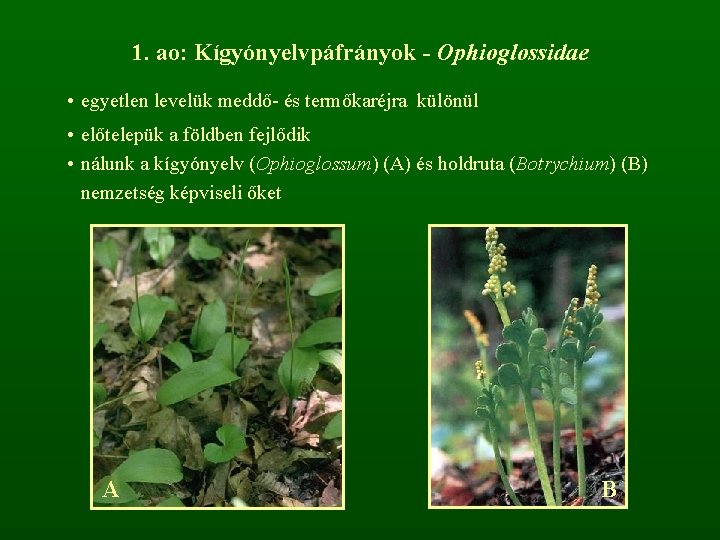 1. ao: Kígyónyelvpáfrányok - Ophioglossidae • egyetlen levelük meddő- és termőkaréjra különül • előtelepük