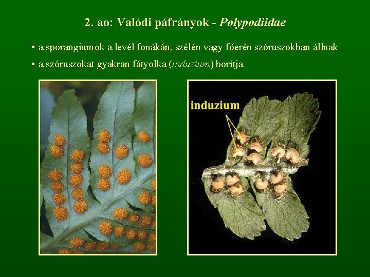 2. ao: Valódi páfrányok - Polypodiidae • a sporangiumok a levél fonákán, szélén vagy