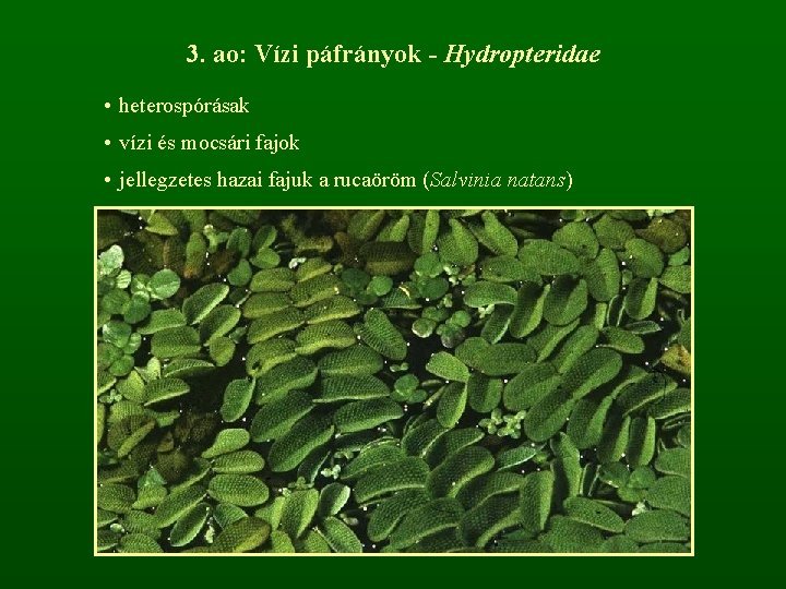 3. ao: Vízi páfrányok - Hydropteridae • heterospórásak • vízi és mocsári fajok •