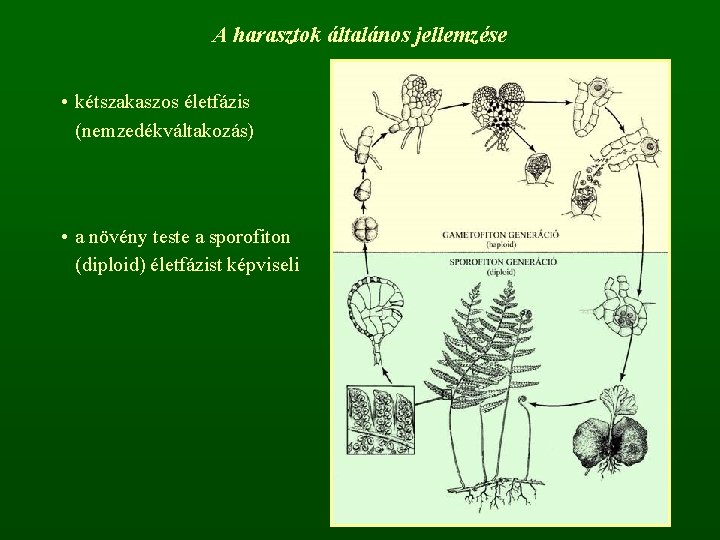 A harasztok általános jellemzése • kétszakaszos életfázis (nemzedékváltakozás) • a növény teste a sporofiton