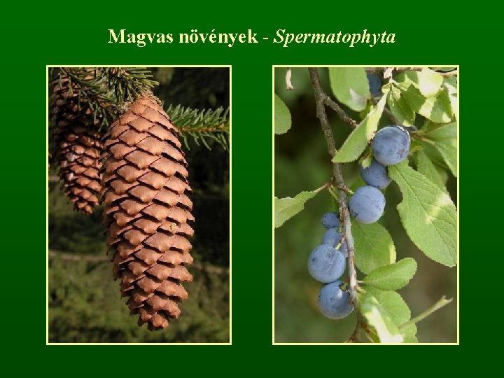 Magvas növények - Spermatophyta 