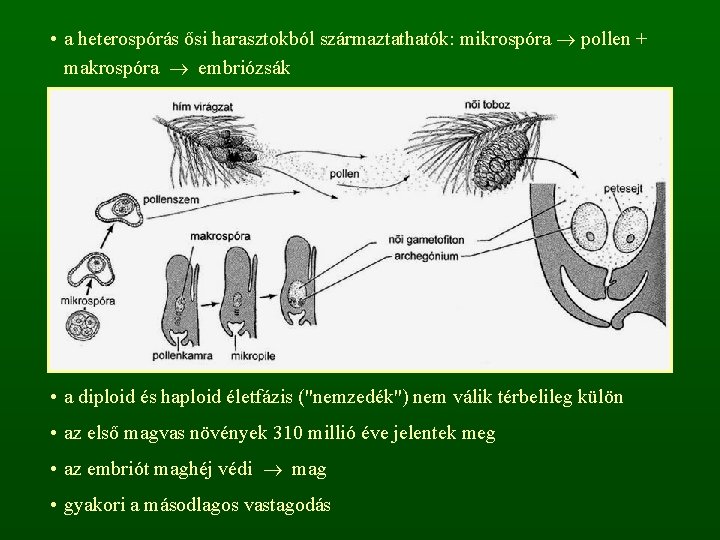  • a heterospórás ősi harasztokból származtathatók: mikrospóra pollen + makrospóra embriózsák • a