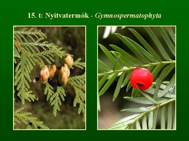15. t: Nyitvatermők - Gymnospermatophyta 
