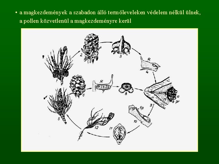  • a magkezdemények a szabadon álló termőleveleken védelem nélkül ülnek, a pollen közvetlenül