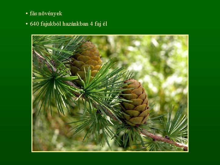  • fás növények • 640 fajukból hazánkban 4 faj él 