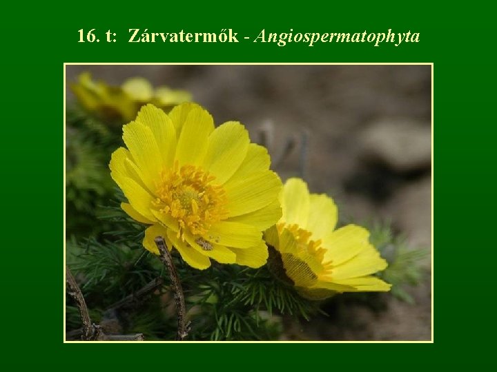 16. t: Zárvatermők - Angiospermatophyta 
