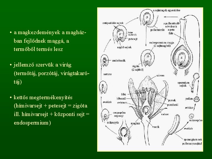  • a magkezdemények a magházban fejlődnek maggá, a termőből termés lesz • jellemző