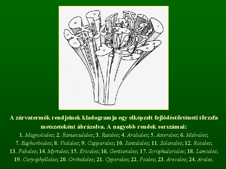 A zárvatermők rendjeinek kladogramja egy elképzelt fejlődéstörténeti törzsfa metszeteként ábrázolva. A nagyobb rendek sorszámai: