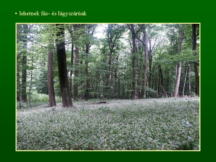  • lehetnek fás- és lágyszárúak 
