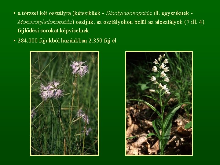  • a törzset két osztályra (kétszikűek - Dicotyledonopsida ill. egyszikűek Monocotyledonopsida) osztjuk, az