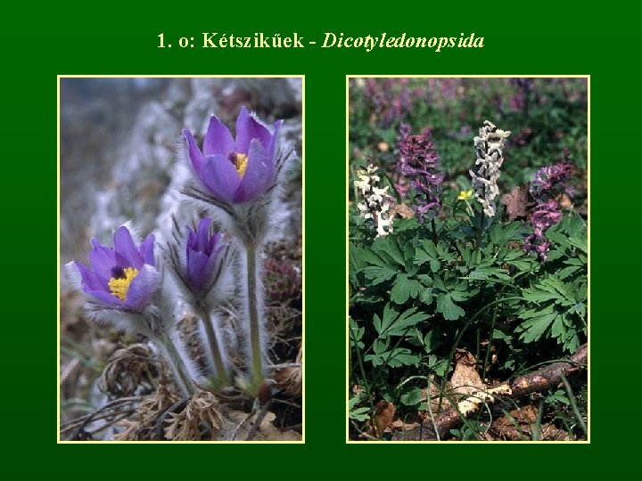 1. o: Kétszikűek - Dicotyledonopsida 