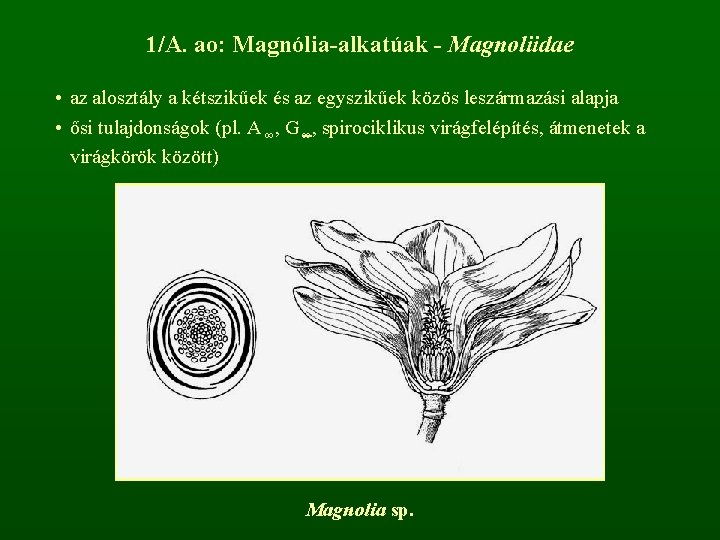 1/A. ao: Magnólia-alkatúak - Magnoliidae • az alosztály a kétszikűek és az egyszikűek közös