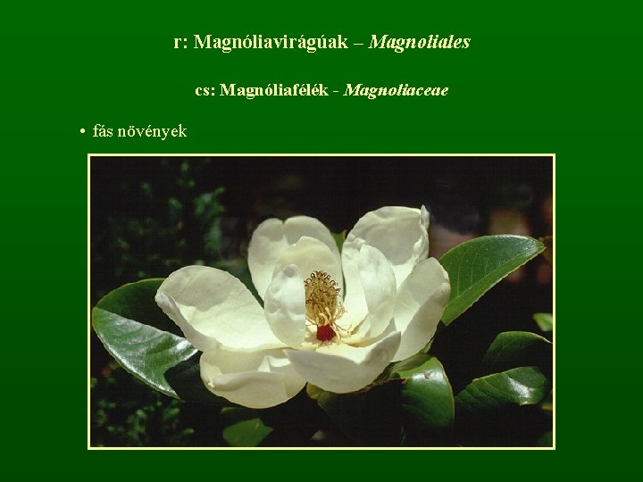 r: Magnóliavirágúak – Magnoliales cs: Magnóliafélék - Magnoliaceae • fás növények 