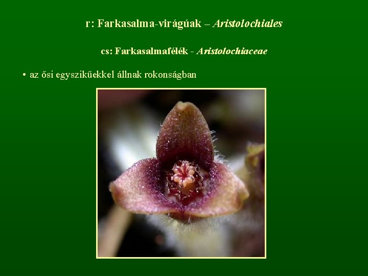 r: Farkasalma-virágúak – Aristolochiales cs: Farkasalmafélék - Aristolochiaceae • az ősi egyszikűekkel állnak rokonságban