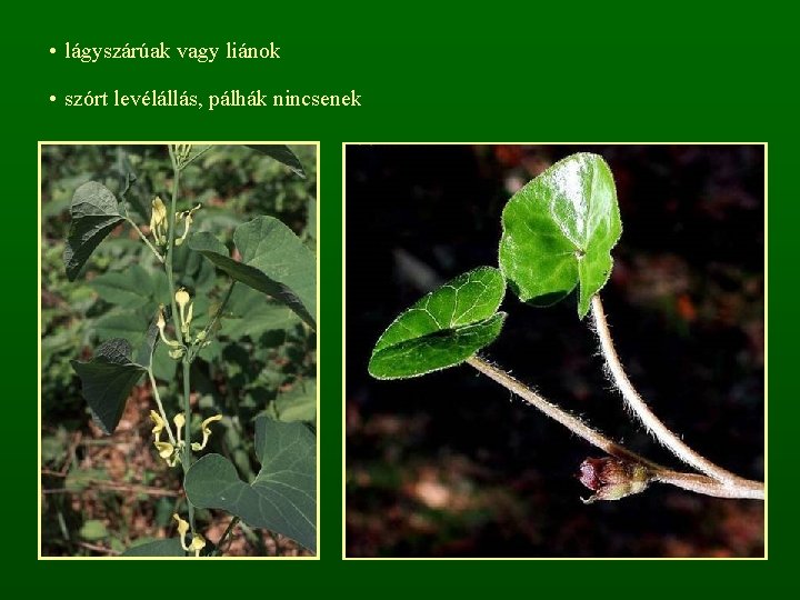  • lágyszárúak vagy liánok • szórt levélállás, pálhák nincsenek 