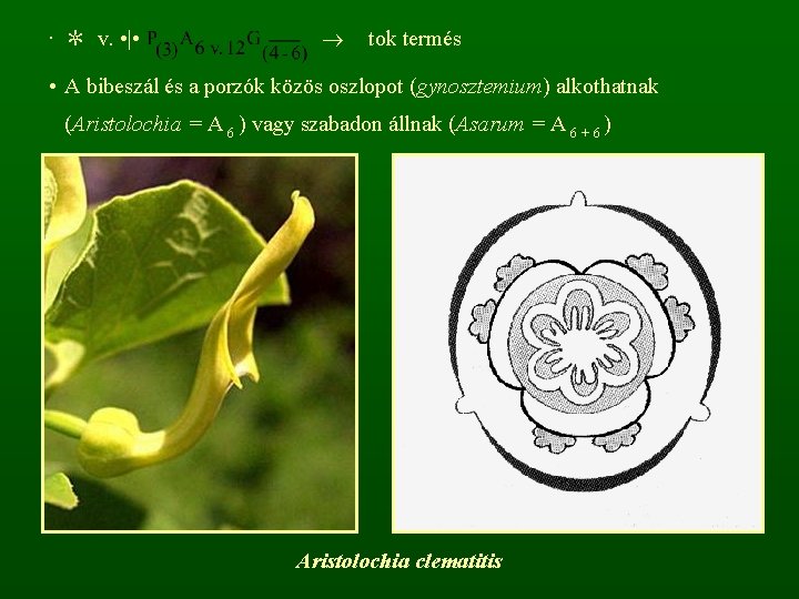  • ✼ v. • | • tok termés • A bibeszál és a