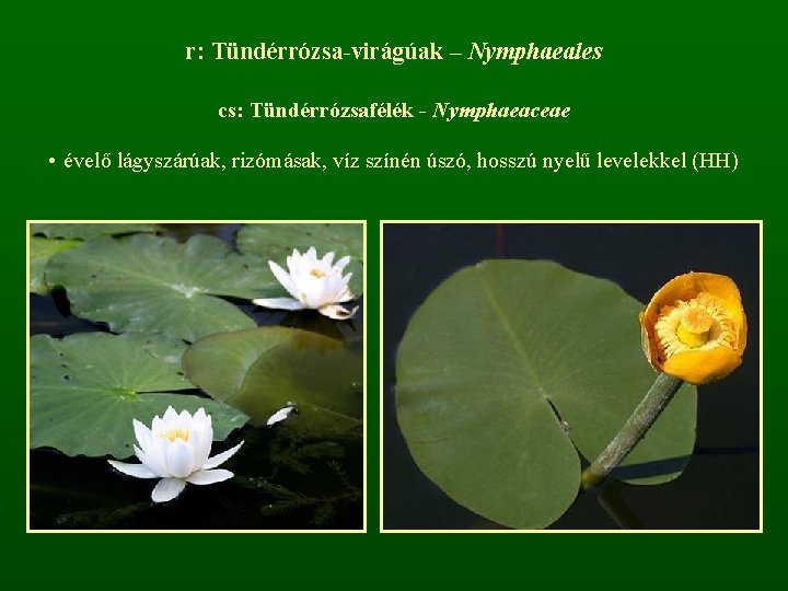 r: Tündérrózsa-virágúak – Nymphaeales cs: Tündérrózsafélék - Nymphaeaceae • évelő lágyszárúak, rizómásak, víz színén