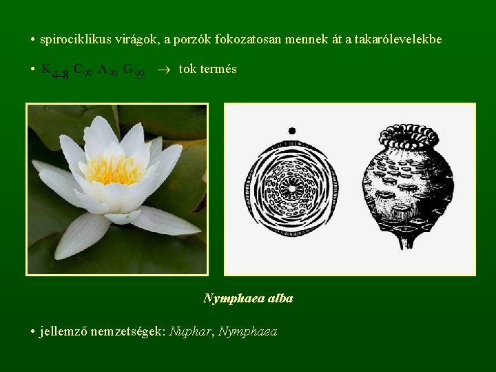  • spirociklikus virágok, a porzók fokozatosan mennek át a takarólevelekbe • tok termés
