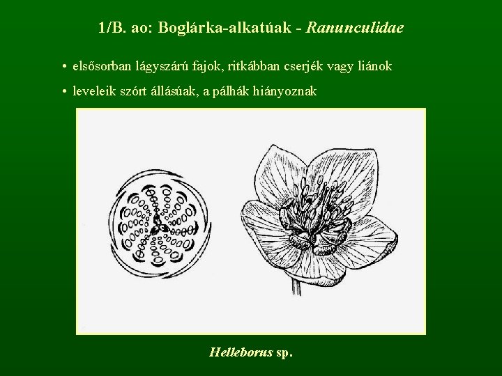 1/B. ao: Boglárka-alkatúak - Ranunculidae • elsősorban lágyszárú fajok, ritkábban cserjék vagy liánok •