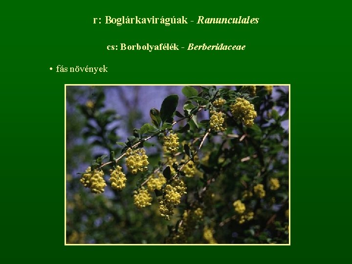 r: Boglárkavirágúak - Ranunculales cs: Borbolyafélék - Berberidaceae • fás növények 