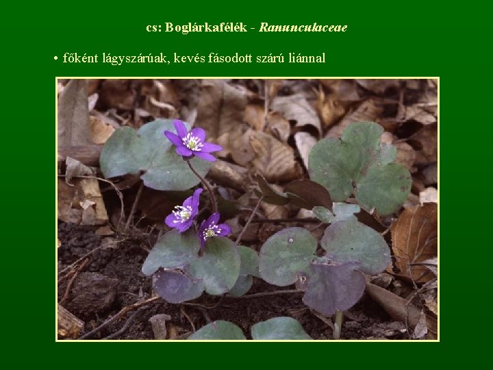cs: Boglárkafélék - Ranunculaceae • főként lágyszárúak, kevés fásodott szárú liánnal 