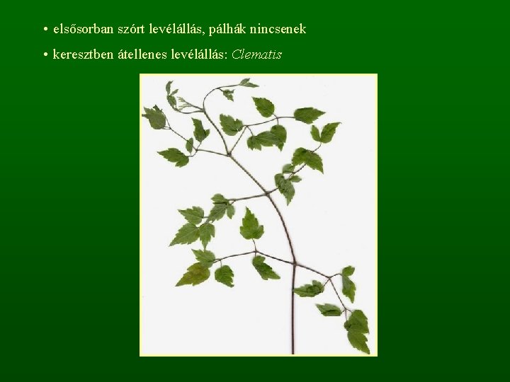  • elsősorban szórt levélállás, pálhák nincsenek • keresztben átellenes levélállás: Clematis 