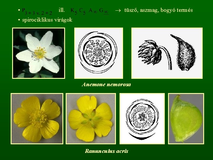  • ill. tüsző, aszmag, bogyó termés • spirociklikus virágok Anemone nemorosa Ranunculus acris