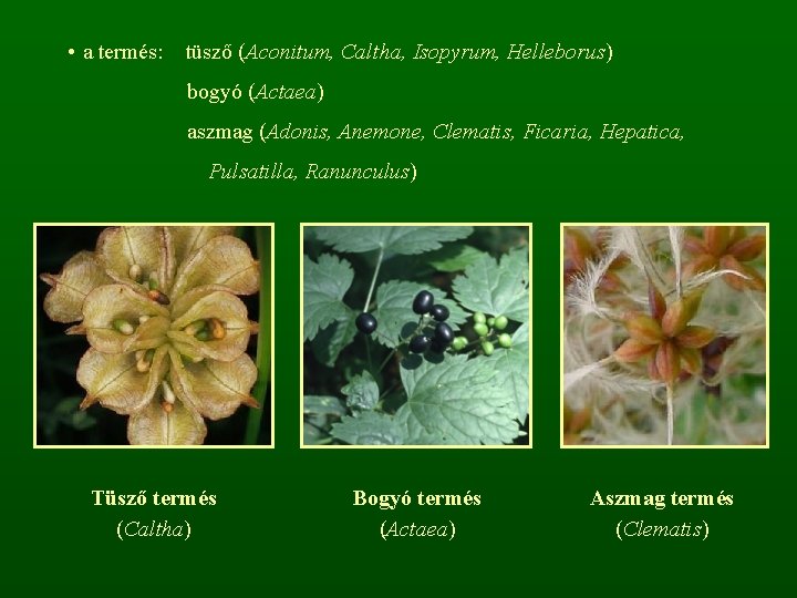  • a termés: tüsző (Aconitum, Caltha, Isopyrum, Helleborus) bogyó (Actaea) aszmag (Adonis, Anemone,