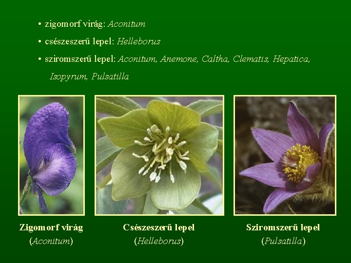  • zigomorf virág: Aconitum • csészeszerű lepel: Helleborus • sziromszerű lepel: Aconitum, Anemone,