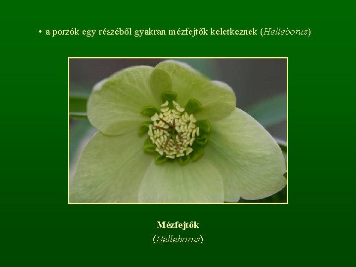  • a porzók egy részéből gyakran mézfejtők keletkeznek (Helleborus) Mézfejtők (Helleborus) 