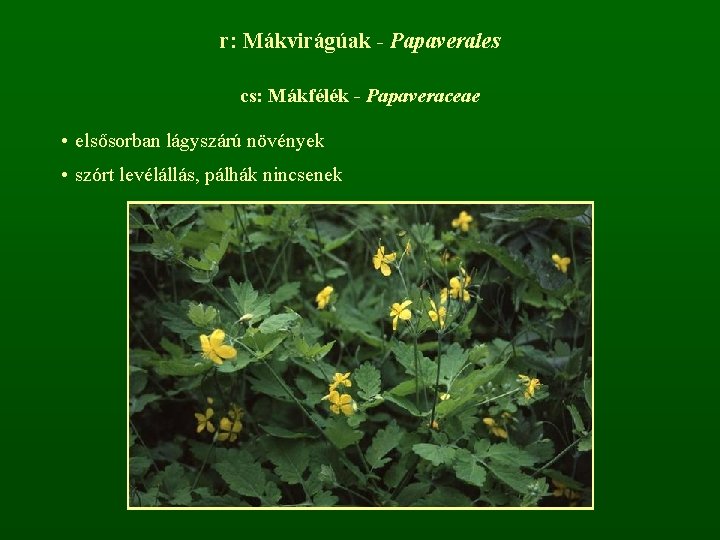 r: Mákvirágúak - Papaverales cs: Mákfélék - Papaveraceae • elsősorban lágyszárú növények • szórt