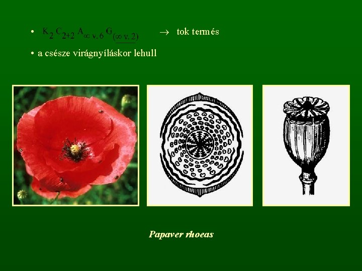  tok termés • • a csésze virágnyíláskor lehull Papaver rhoeas 